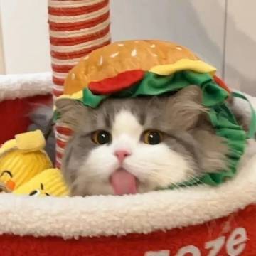 可爱小猫 ​
