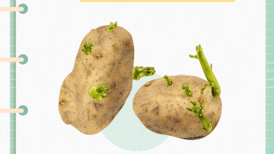 发芽后比土豆还毒的蔬菜，你知道几种？提醒：一种蔬菜或含致癌物