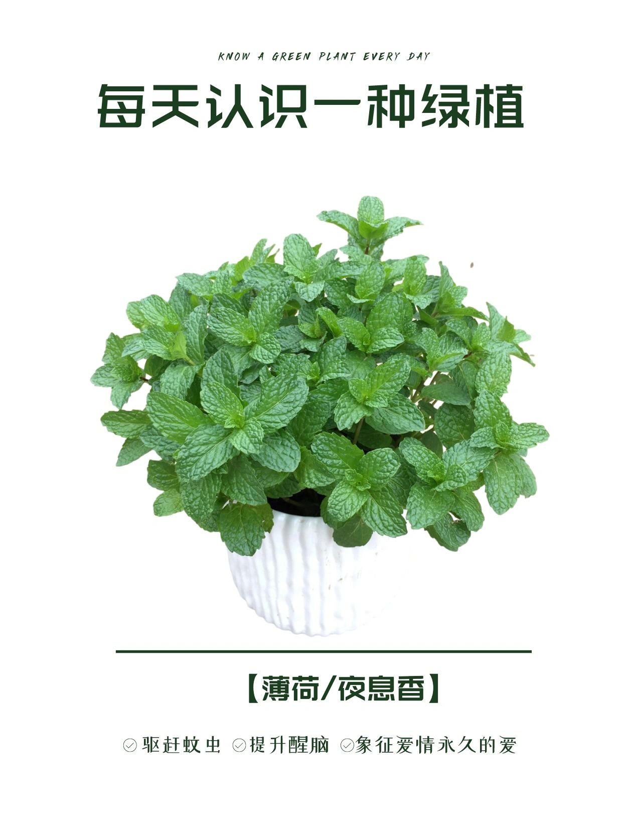 驱蚊绿植#驱虫植物#