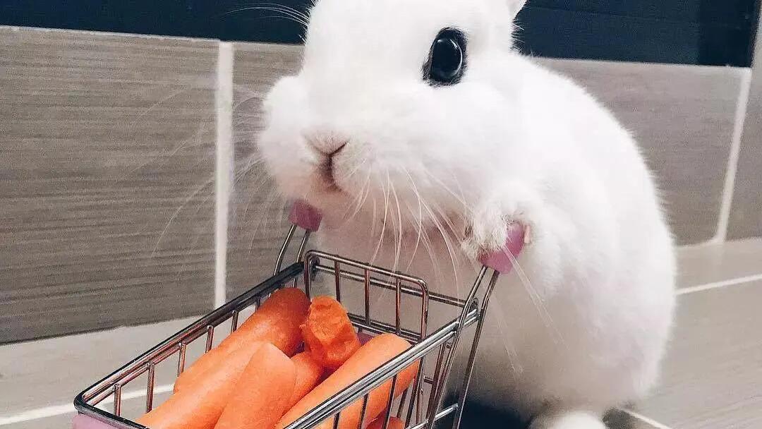 减肥嘴馋应对宝典，吃这些有营养瘦得快