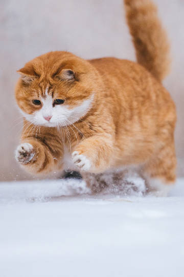 故宫的猫-帕帕，猪咪扑雪 ​