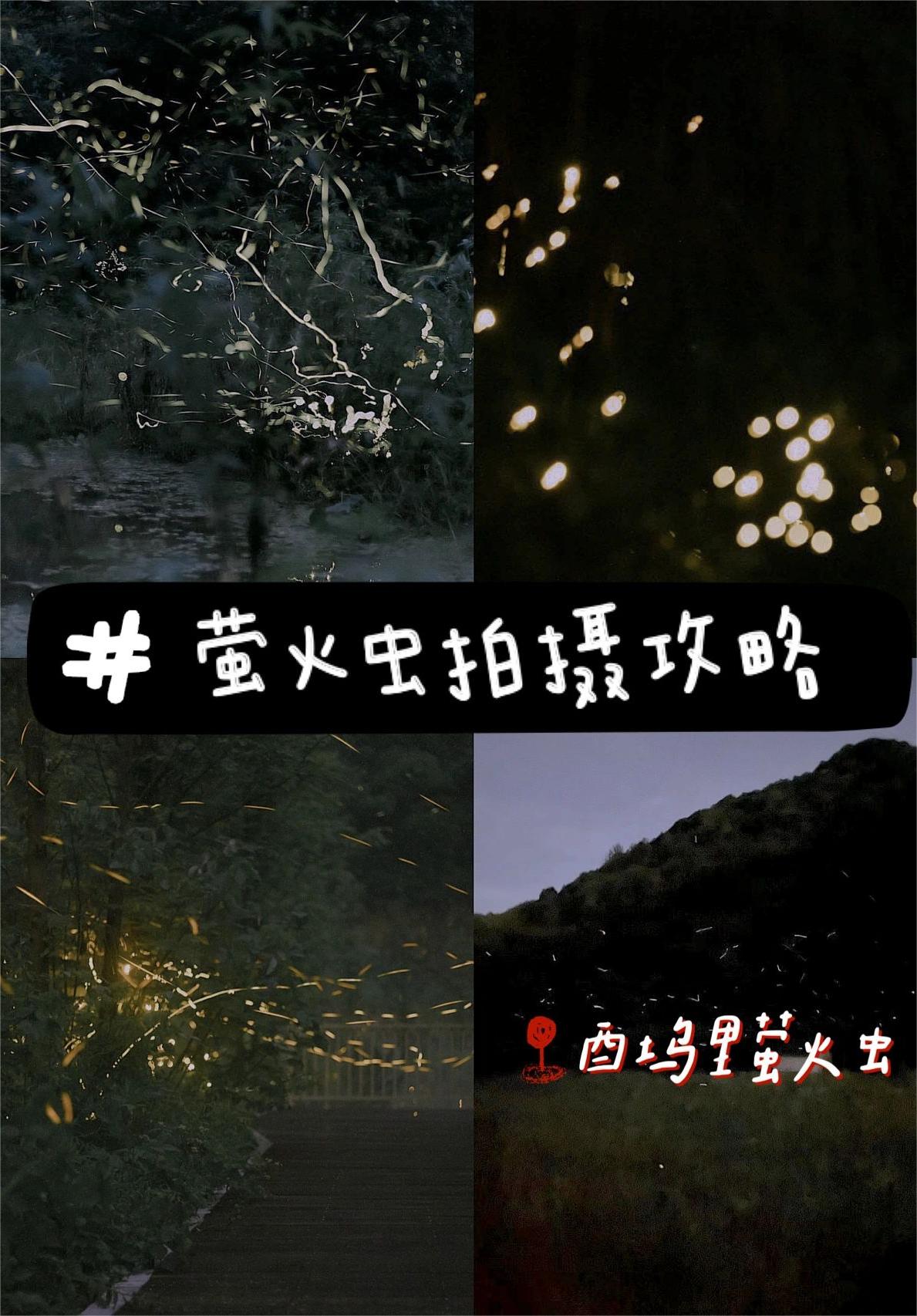萤火虫拍摄攻略| 千岛湖游玩必打卡❗️