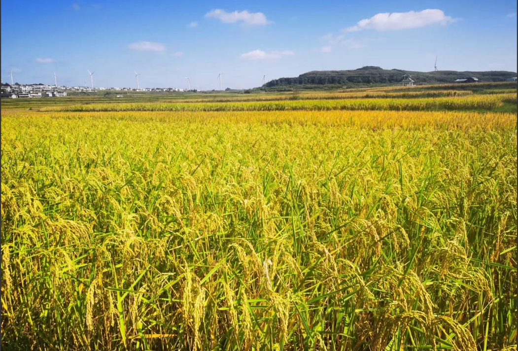为了过好紧日子，听说下了文件，缩减各项开支，
要不然，大家工资都不保。

一直都