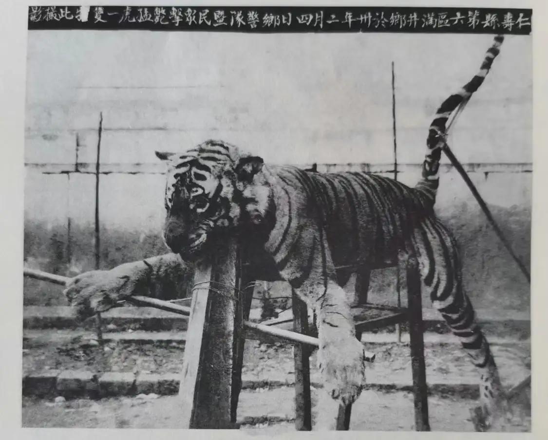 1941年，四川。民国时期，被仁寿县的乡丁们打死的“川虎”。人们费尽心机的将它摆