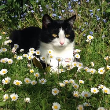 猫猫与花 ​