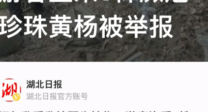 湖北黄冈，几名游客不老实，在大别山保护区罗田管理局天堂寨管理站区域内，挖掘珍贵野