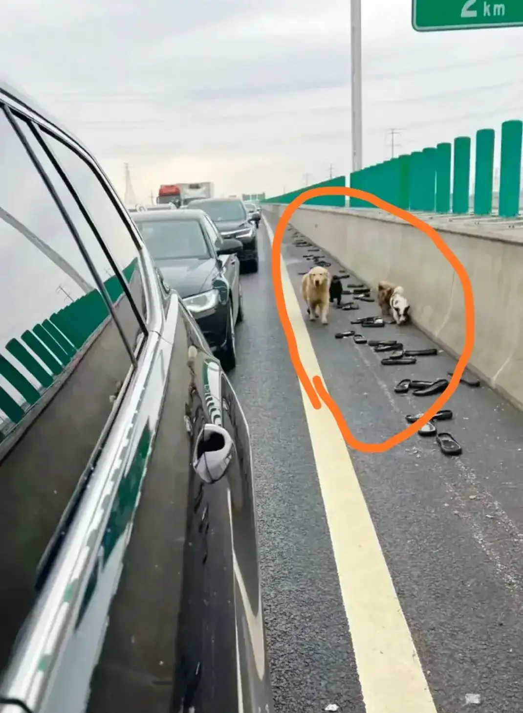 将狗狗丢弃在冰天雪地的高速路上的这些人，他们就不配养狗