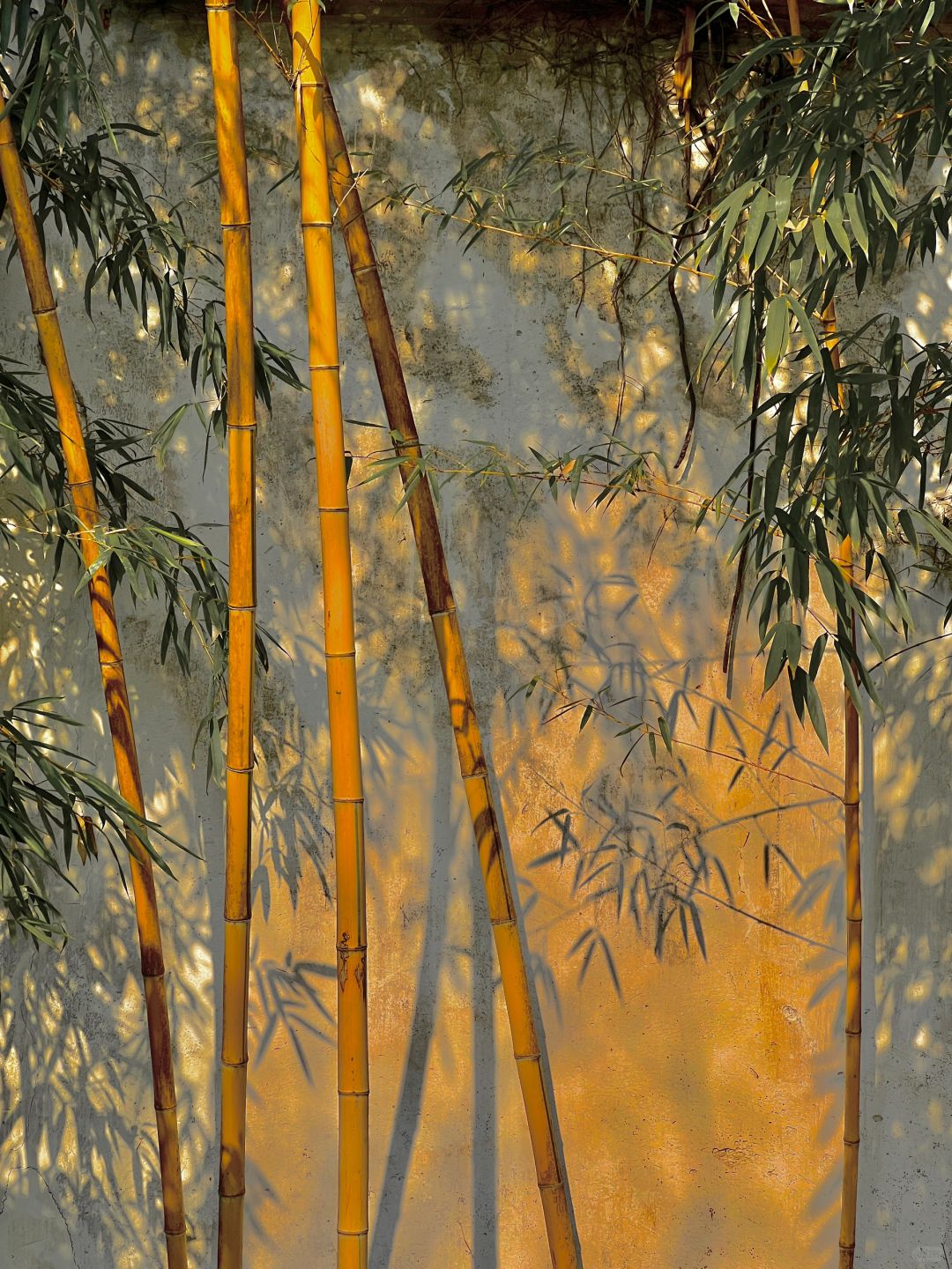 这就是live图的意义✨冬天的园林光影太绝了
园林里的腊梅开了，梅香四溢
清风徐