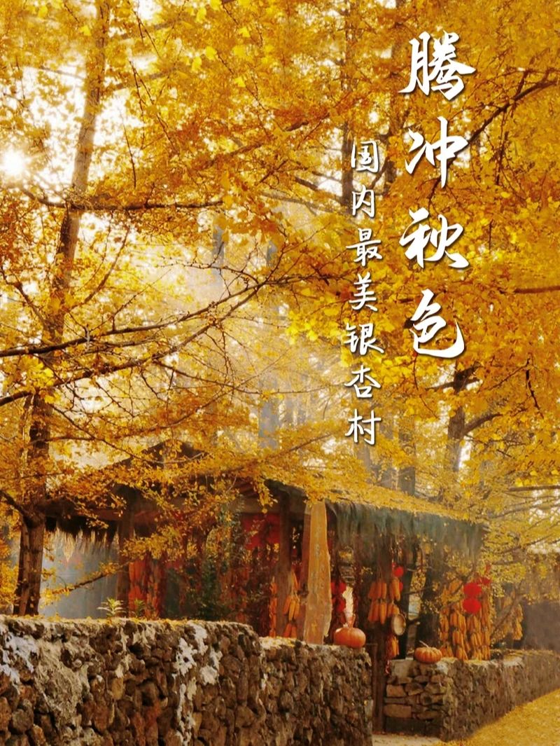 别等啦!腾冲银杏观赏期来了11月末最佳