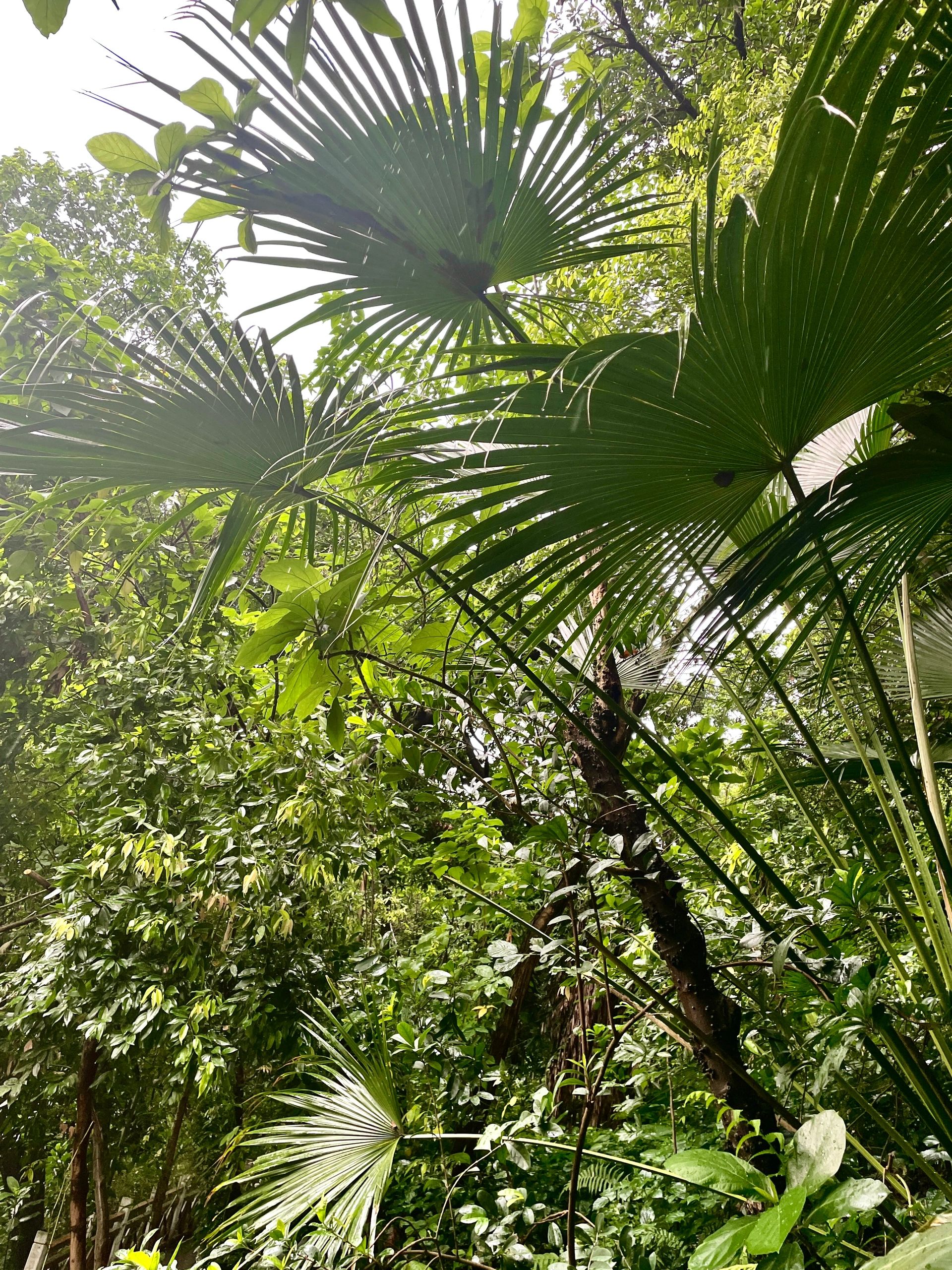 雨天徒步｜没想到有意外惊喜