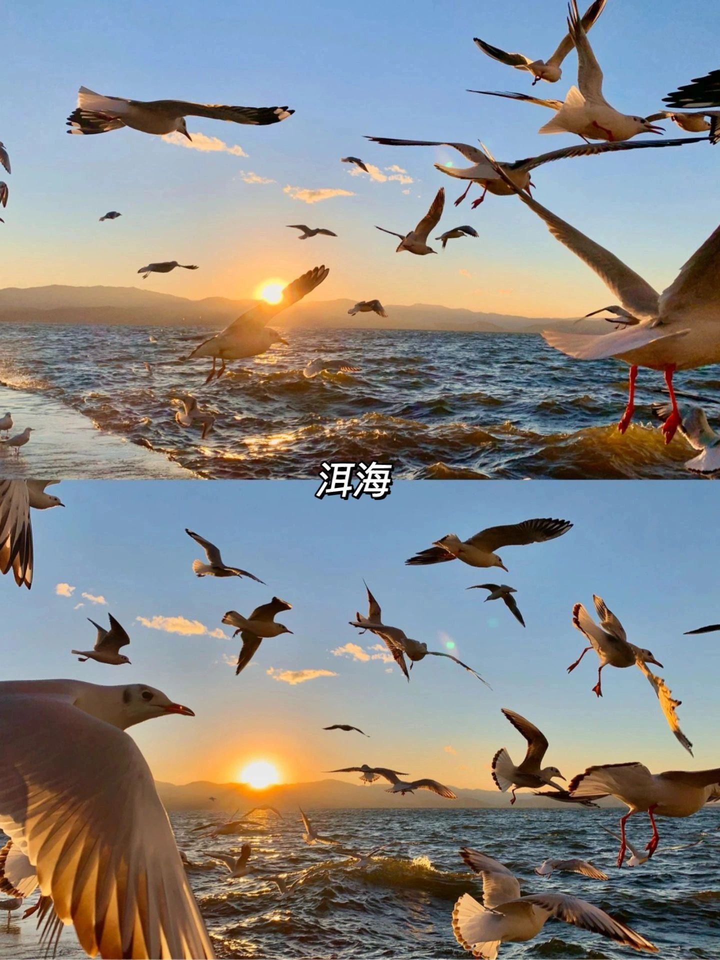 11,12月赏秋到底要不要来云南，请听劝