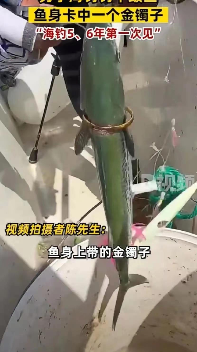 一位男子在山东青岛进行野钓时，不仅成功钓到一条鲅鱼，而且惊讶地发现鱼身上卡着一只