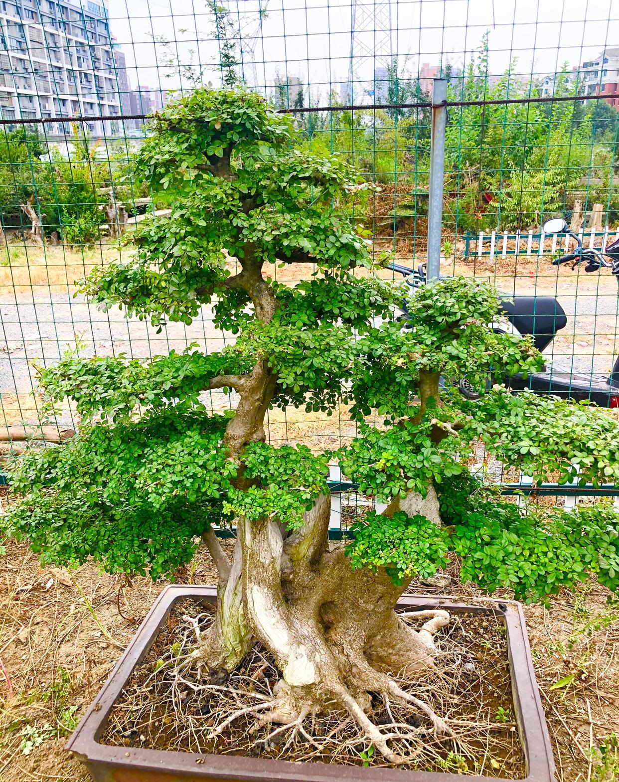 对节白蜡耐寒耐旱，耐盐碱，南北方都能种
对节白蜡主产于湖北京山，稀缺度高，易造型