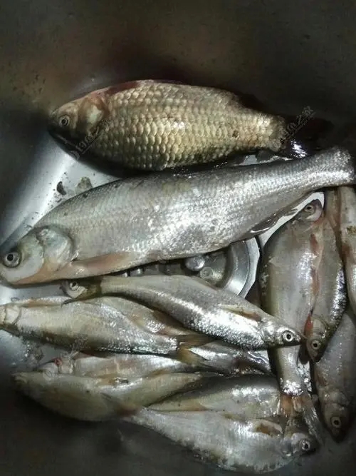 野钓鲫鱼，3种最强民间钓法