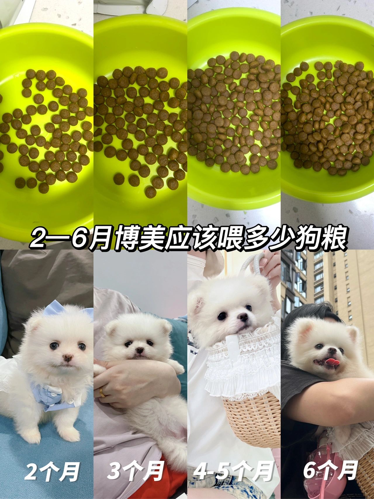 小博美这样喂#幼犬一天喂多少克狗粮#