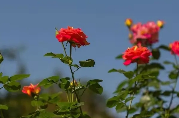 娶老婆，要懂的“不为人知”的禁忌：

1.离过婚的女人不能找

2.当护士的女人