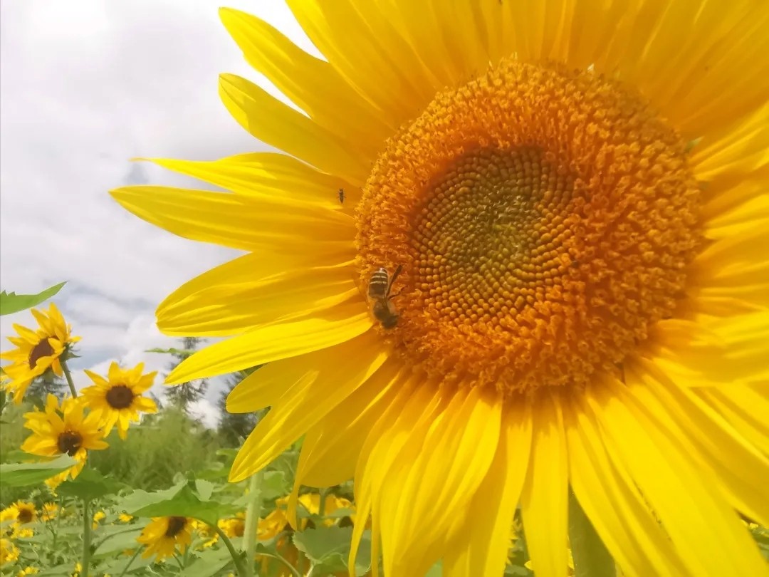 向日葵的花语#向日葵的花语#