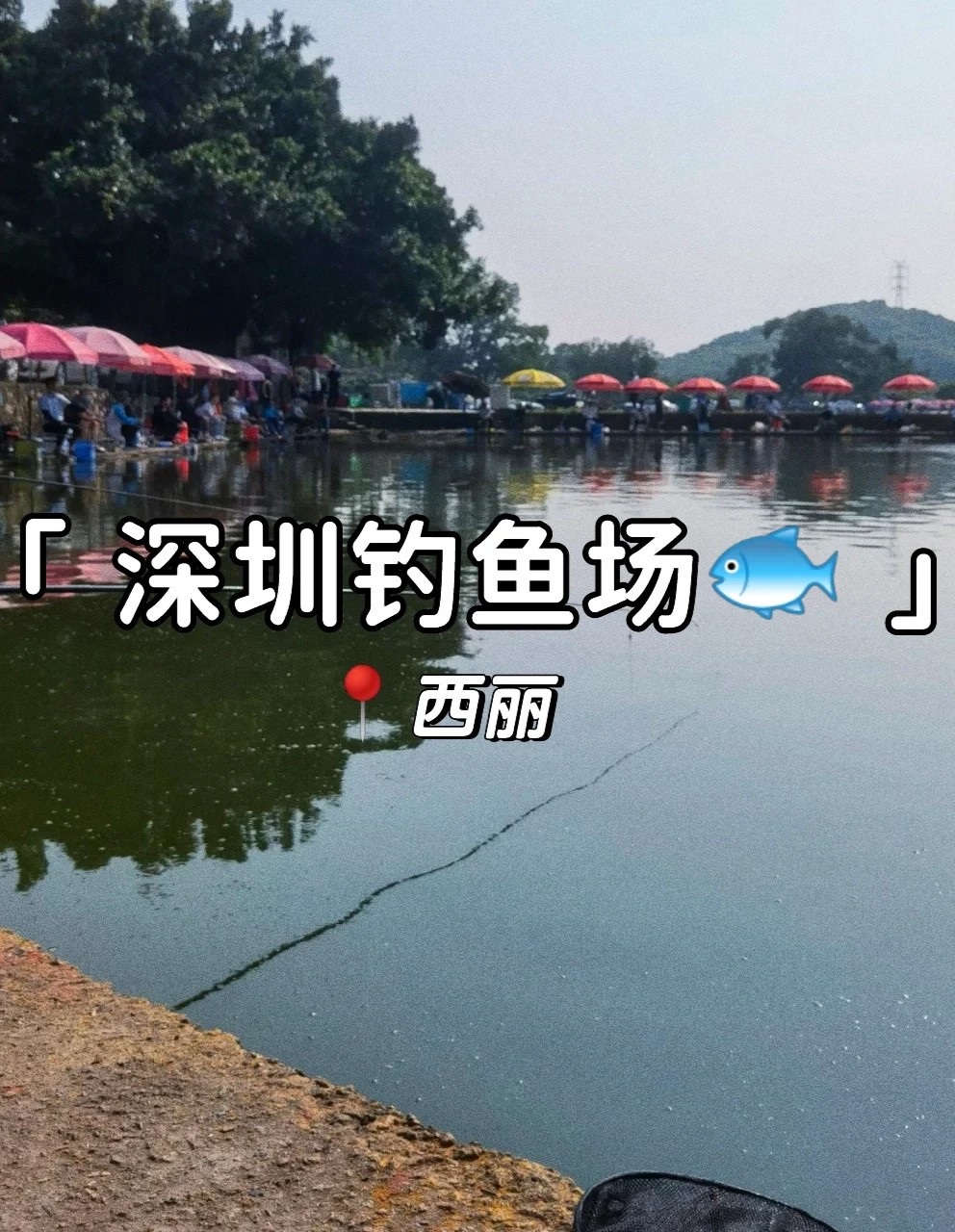 深圳钓鱼 | 这太阳晒得心甘情愿