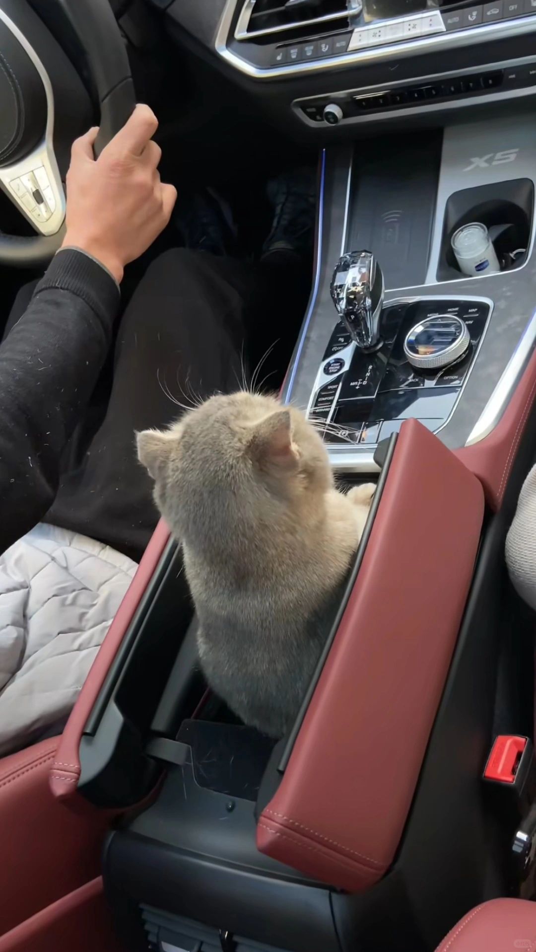 第一批回家过年的喵，跟着主人好幸福