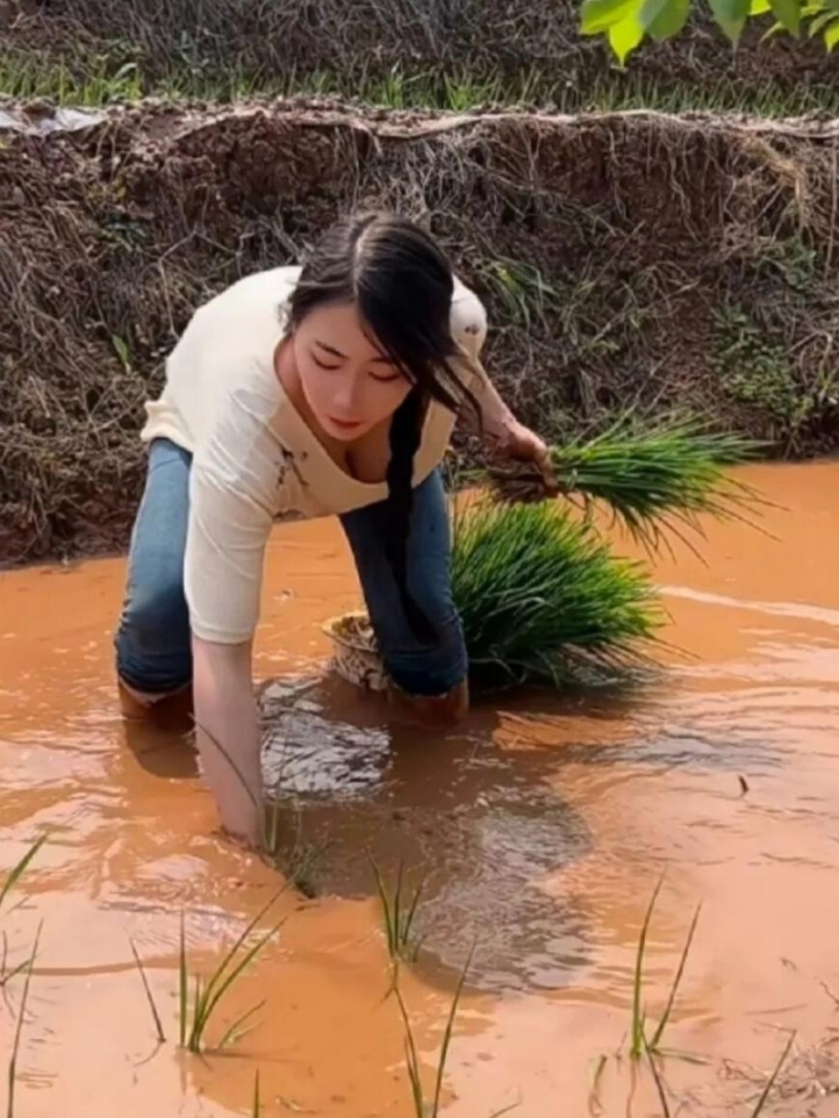 插秧会有这么深的水？还是黄泥巴水？