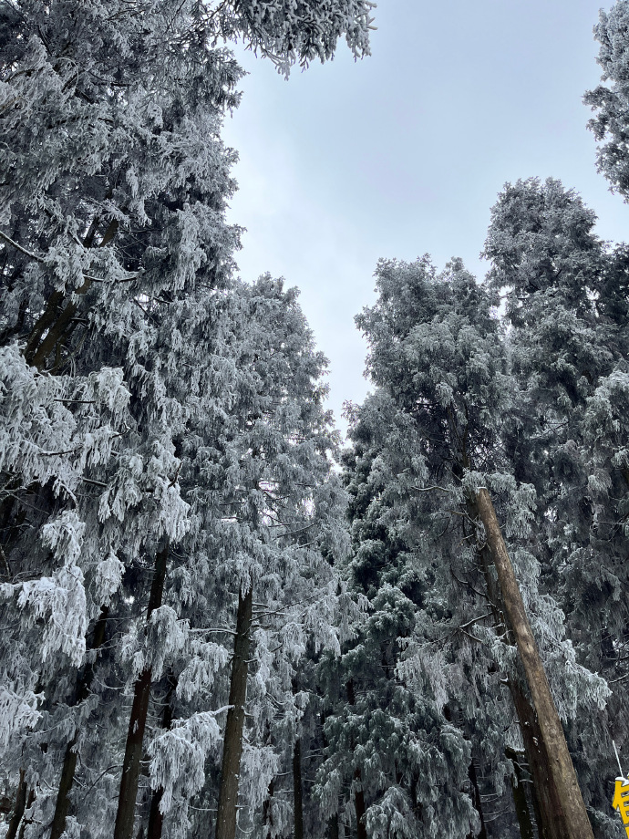 重庆·仙女山国家森林公园 ​纯赏雪版
