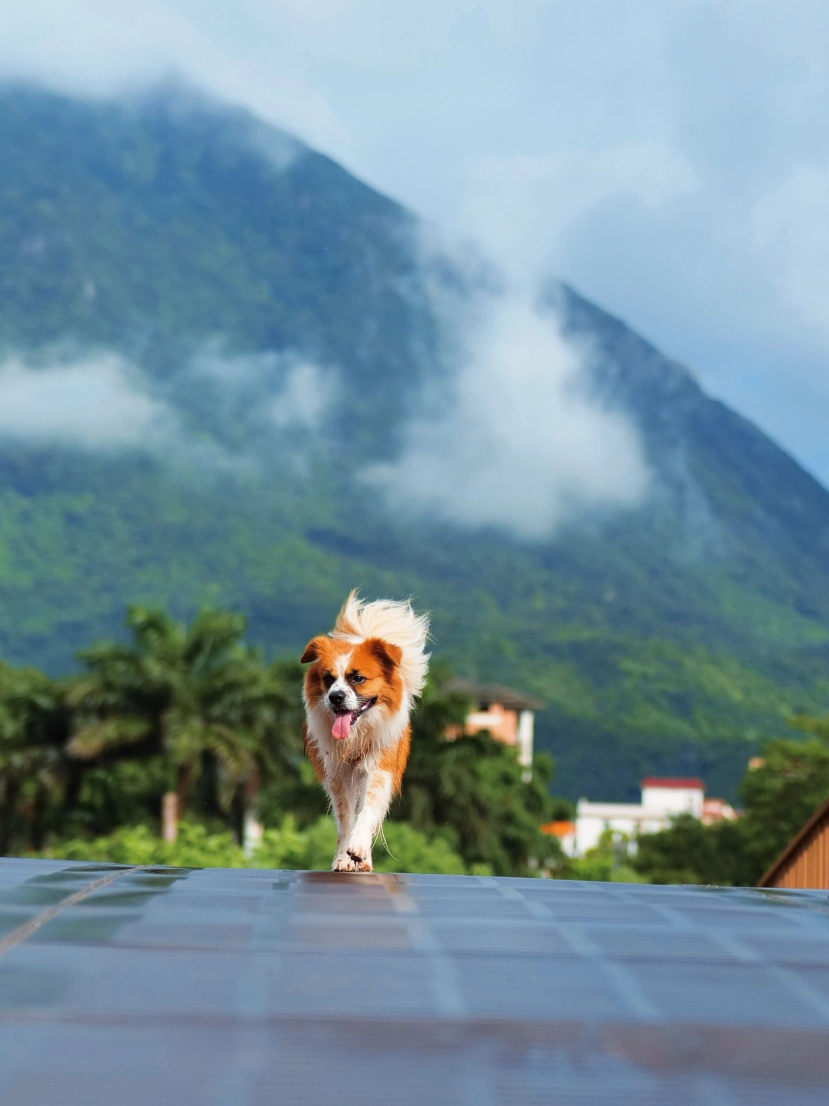 钓鱼🐶上线｜深圳七娘山脚钓鱼遛狗露营