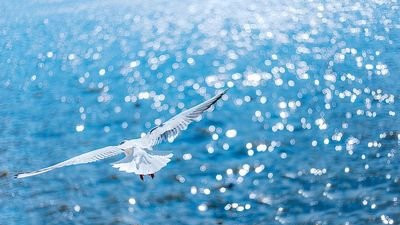 海鸥汽车，让海洋与陆地更近，让生活轻松自如