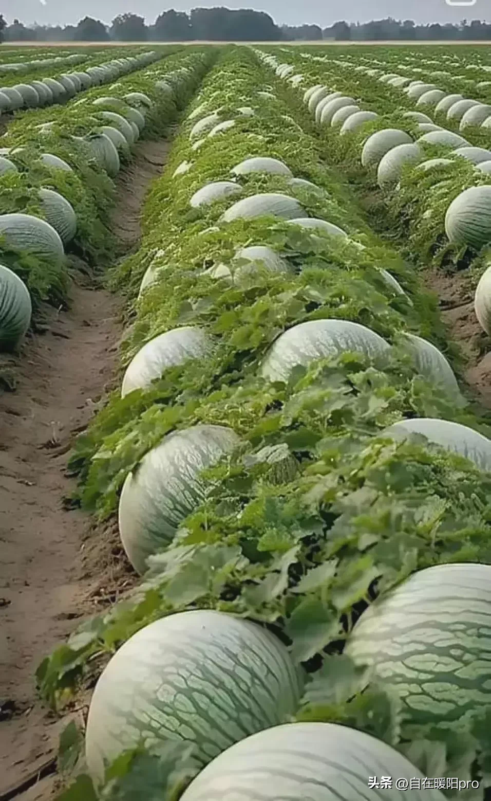 小小以色列，弹丸之国。
却向欧洲供应了40%的瓜果蔬菜、30%的花卉。
真的很难