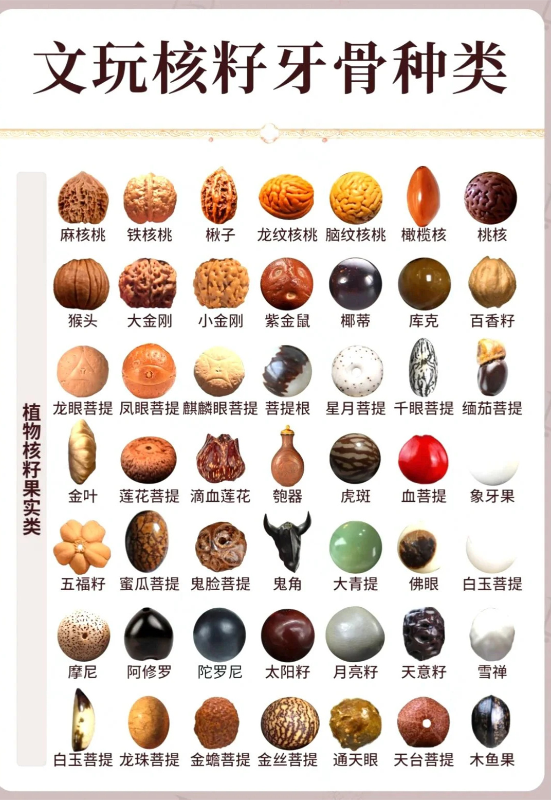 70种核籽大全，文玩圈必盘材质📿🌹