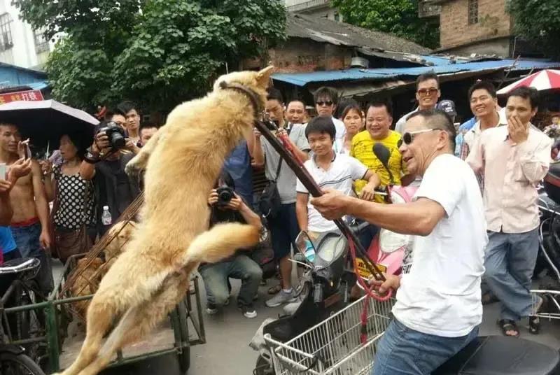 轰轰烈烈的捕狗杀狗活动开始了！真是一场盛宴啊！
狗狗们做梦也想不到，被宠了几千年