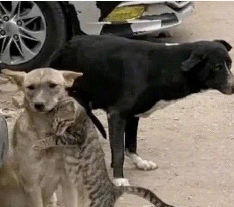 土耳其地震后，被救的猫猫认出自家的狗狗 ​​​