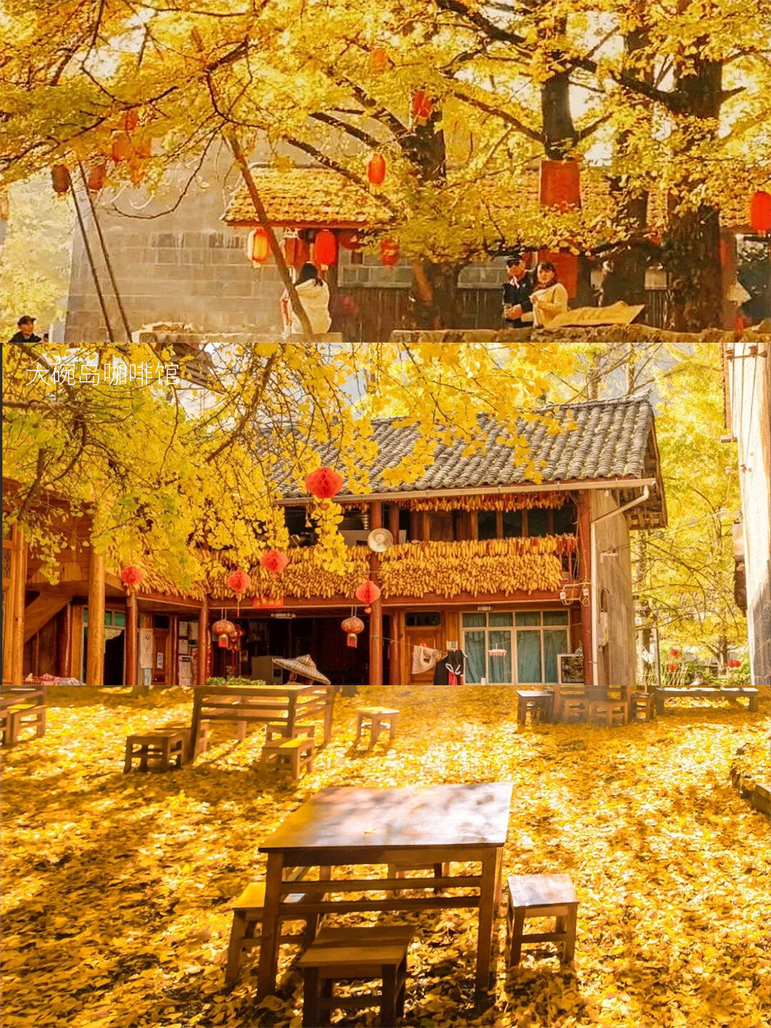 腾冲银杏最佳观赏期到了，快冲呀