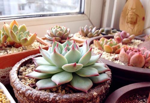 






多肉是一种惧热也不耐寒的植物，很多人都会把它早早的入室，生怕它冻坏