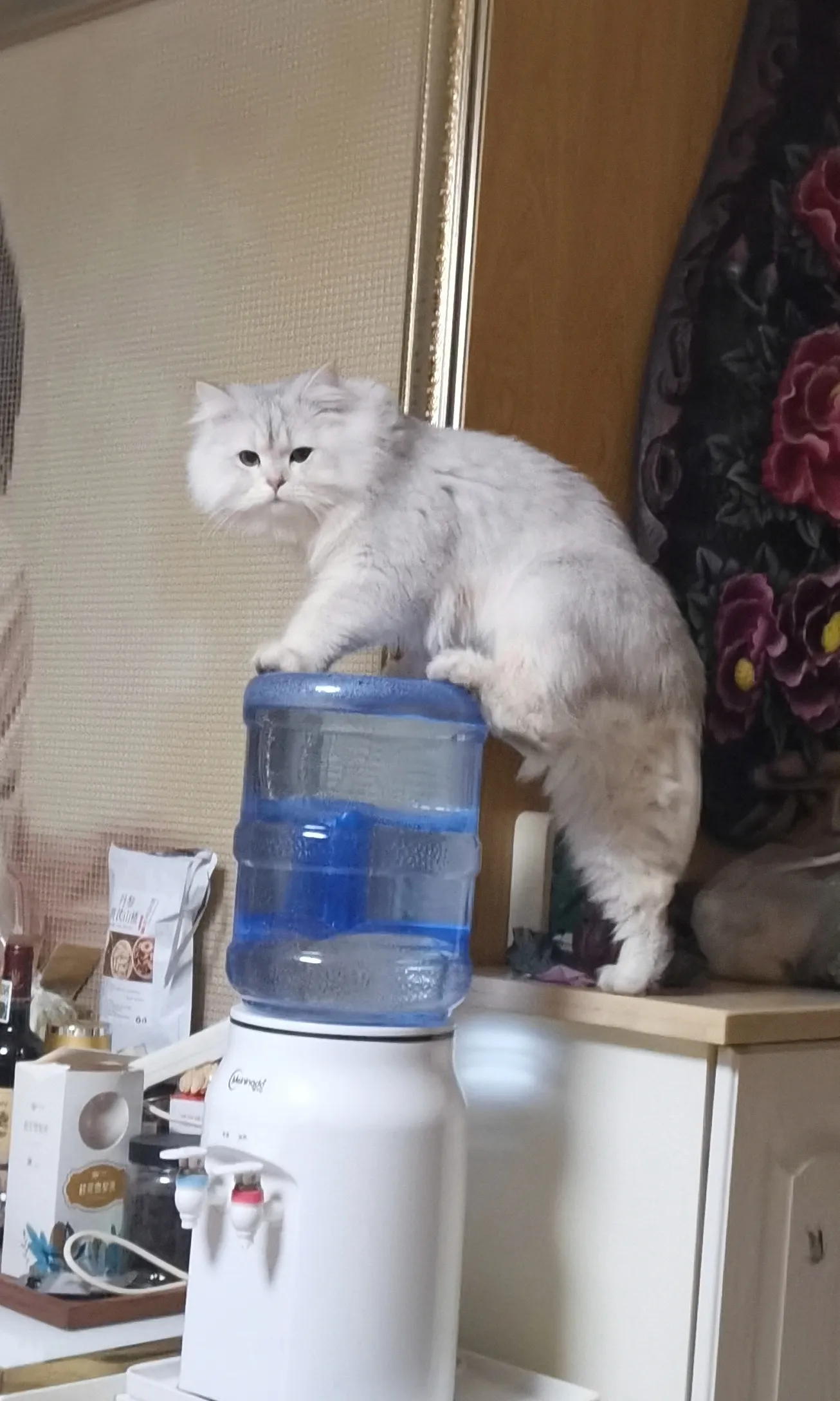 女儿在上海养的猫，带回武汉由我们养，完全不出大门，胆小如鼠，但在家里是霸王！一切
