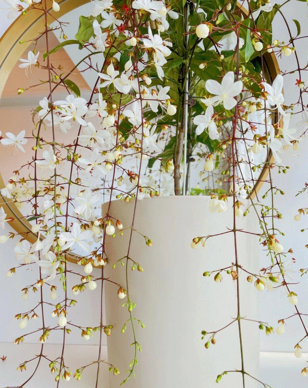 垂吊的花梗开满白色花朵，微风吹过，花枝随风摇曳，犹如一只只翩翩起舞的白蝴蝶
虽然