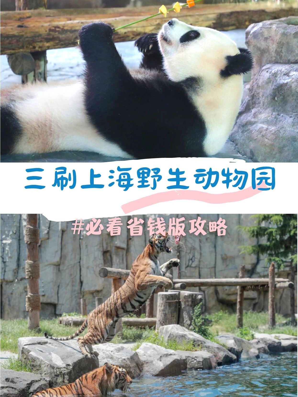 遛娃01，三刷上海野生动物园👉最新攻略