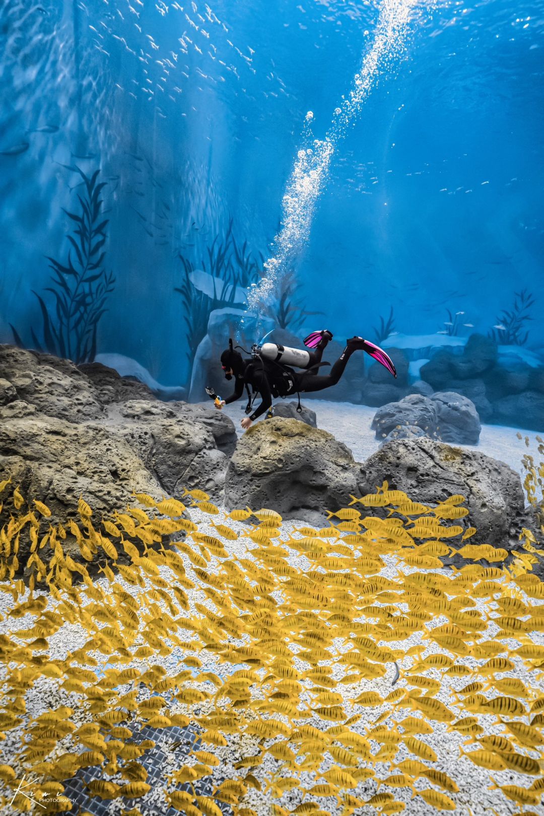 水下写真｜不愿意冒泡🫧的日子就沉入海底🌊
🌟没有去感受潜水🤿的人生是不完