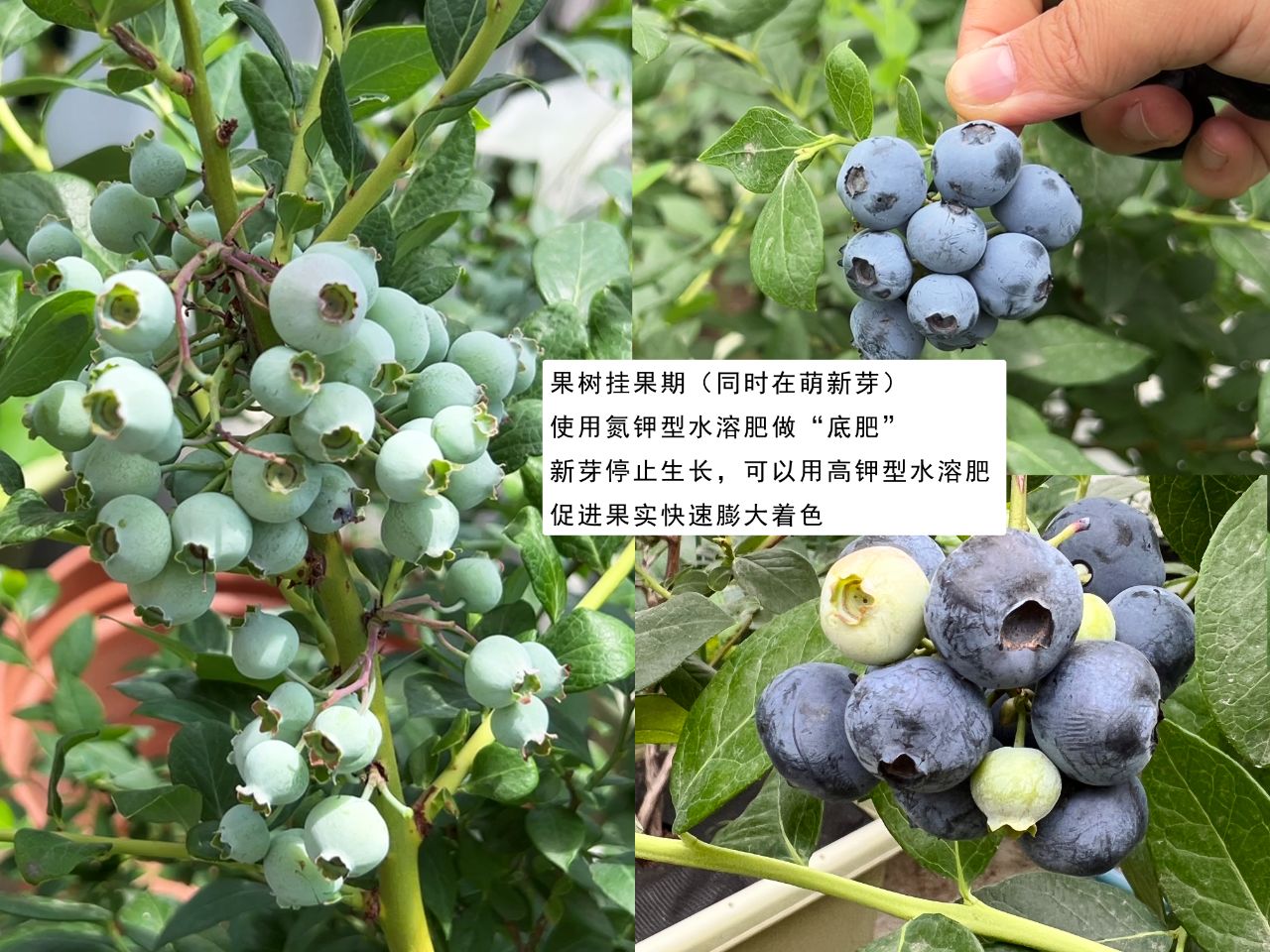 果树怎么施肥#一般果树用什么肥料好#
