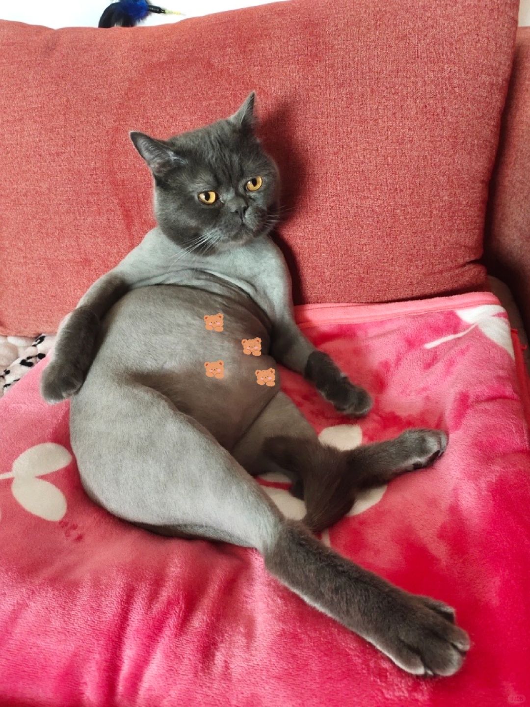 想要一个全是猫咪犯错的评论区…
#日常碎片PLOG

闲来没事的时候看看～