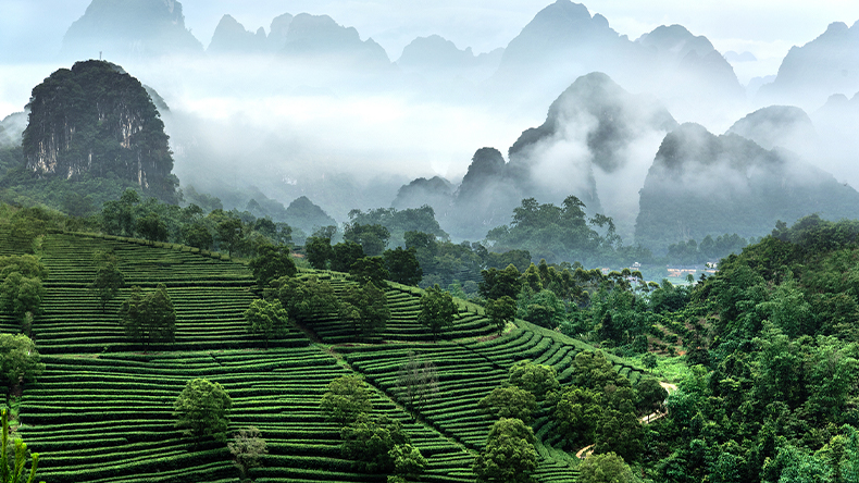 茶褐素在食品工业中的应用