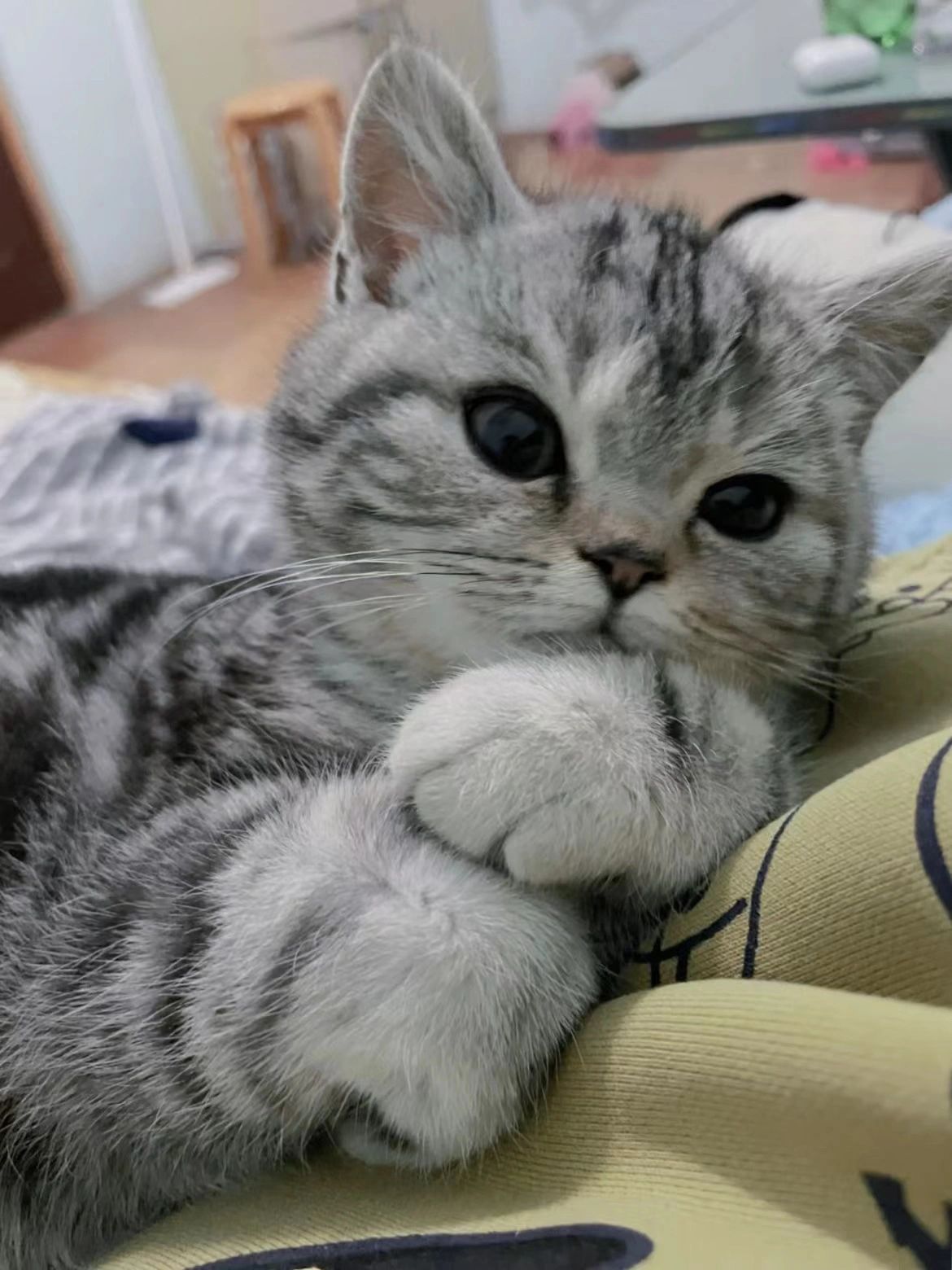 养猫需知#猫咪有必要吃营养膏吗#