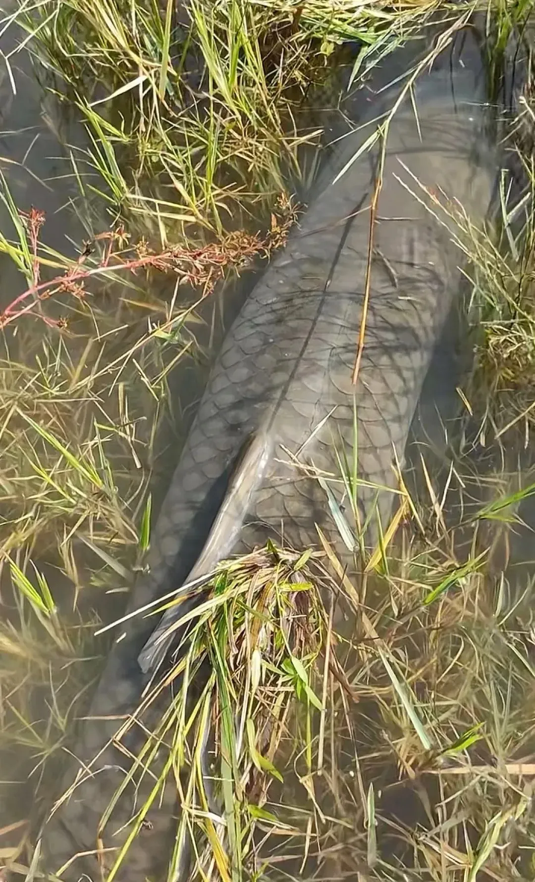 第一眼看到吓我一跳，有水的草丛里发现一条大鱼

有一天，我在草丛中发现了一条大鱼