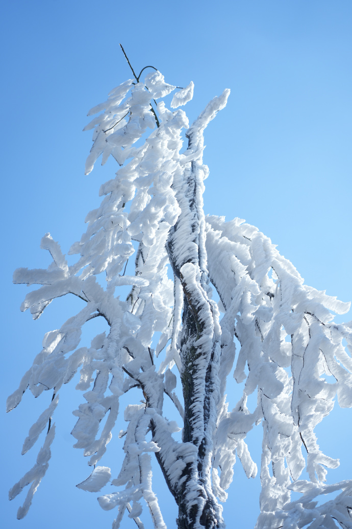 新昌天姥山开启宠小土豆模式

土豆们想看雪吗？天姥给你下！
想和李白跳舞吗？马上