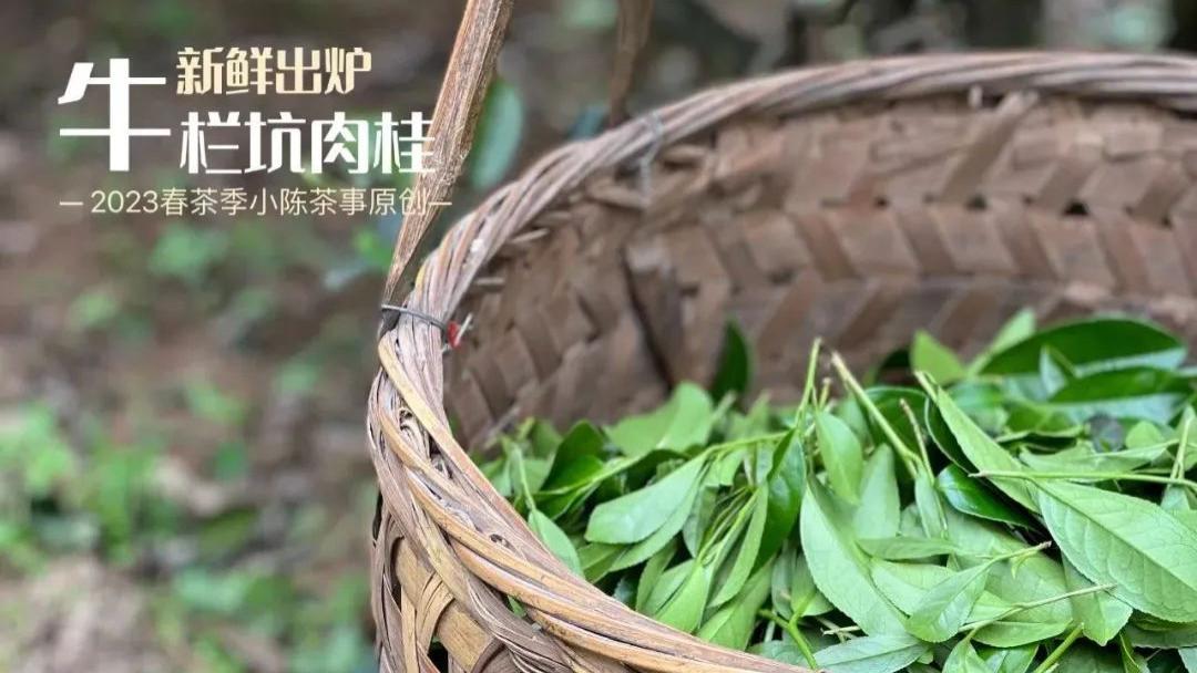 牛栏坑肉桂有没有轻火版？你看清楚4点真相，就明白了