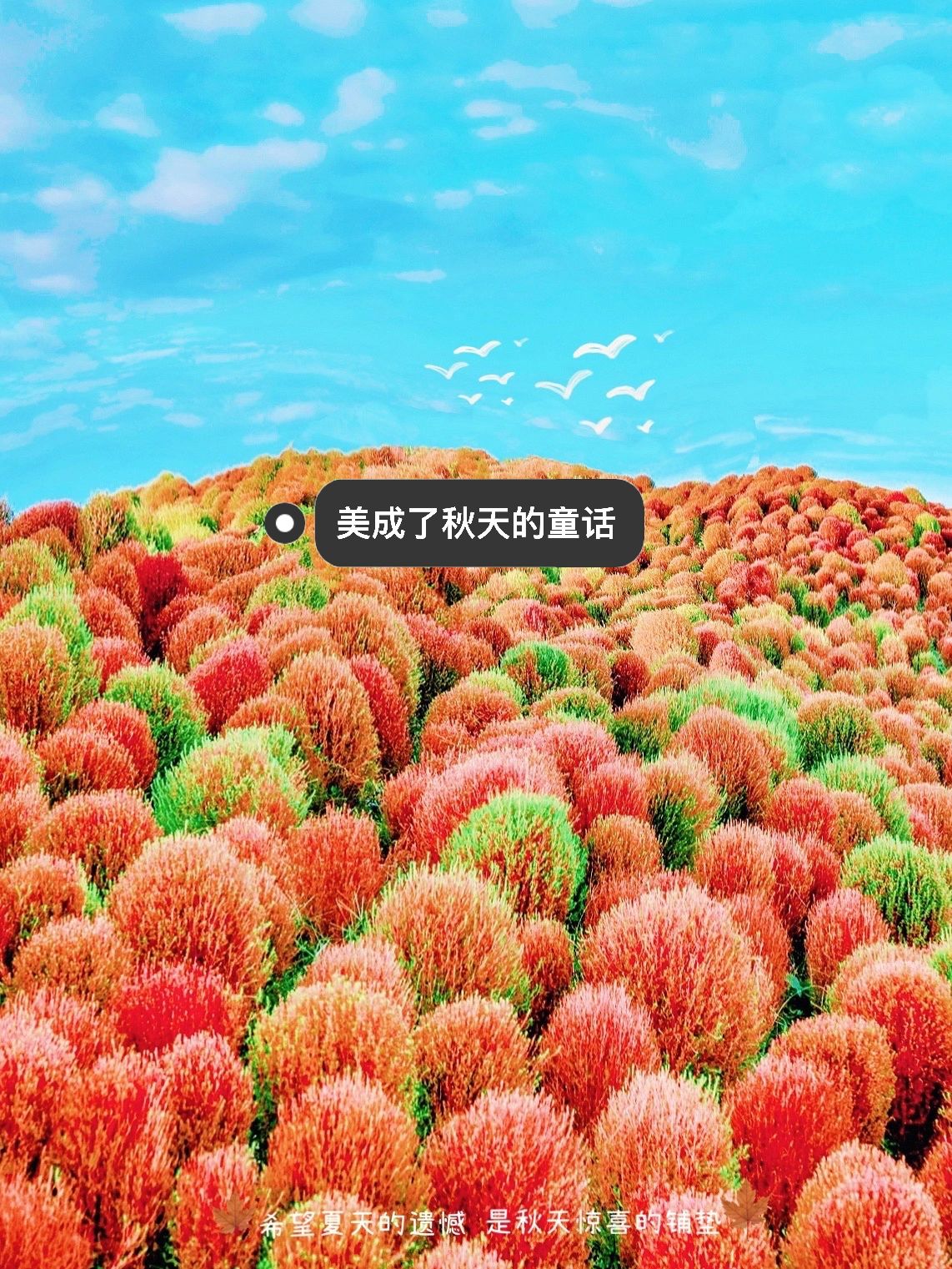 上海走进秋天地肤草的童话里，附最新攻略