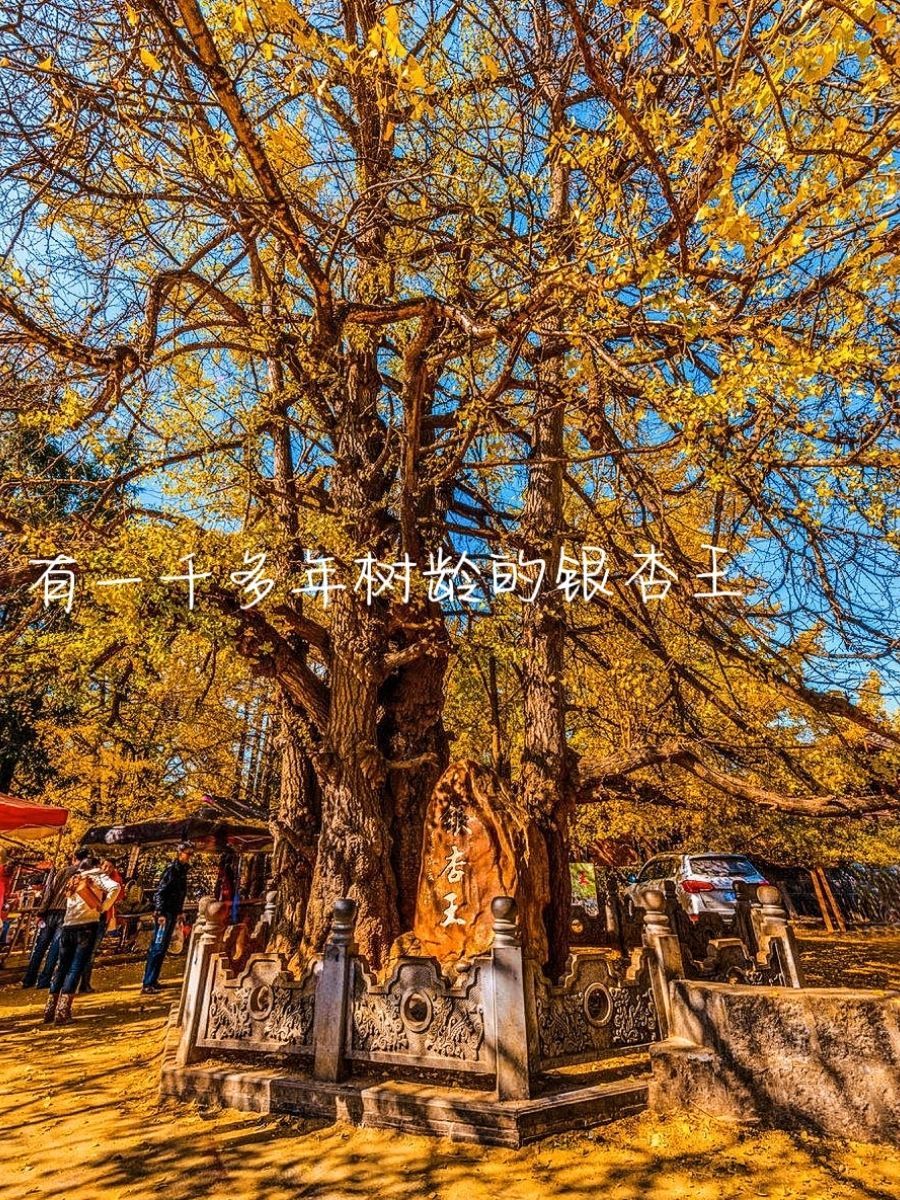 来自腾冲本地人的银杏村干货攻略