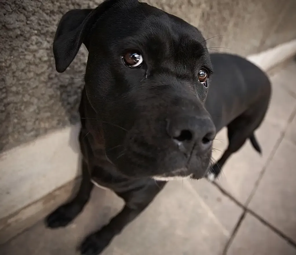 四川狗咬人事件让我不知所措
       四川崇州市的恶狗咬伤一名二岁女孩事件之