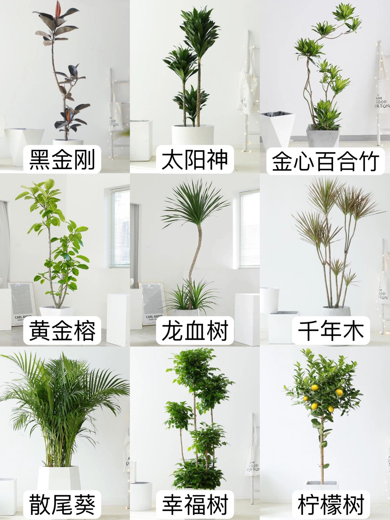 落地绿植推荐#净化空气的室内植物#