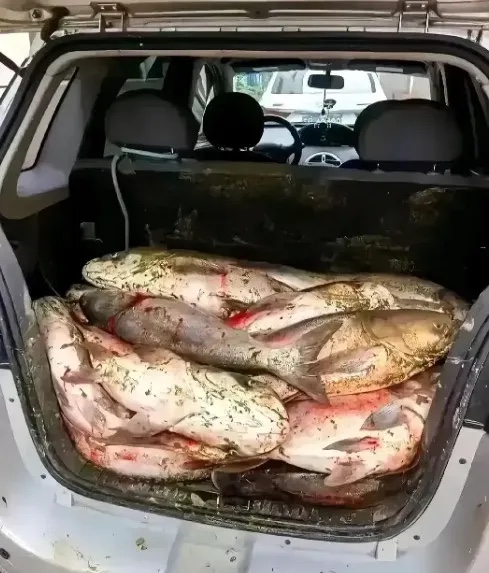 老公爱钓鱼，这一车鱼怎么吃啊？
