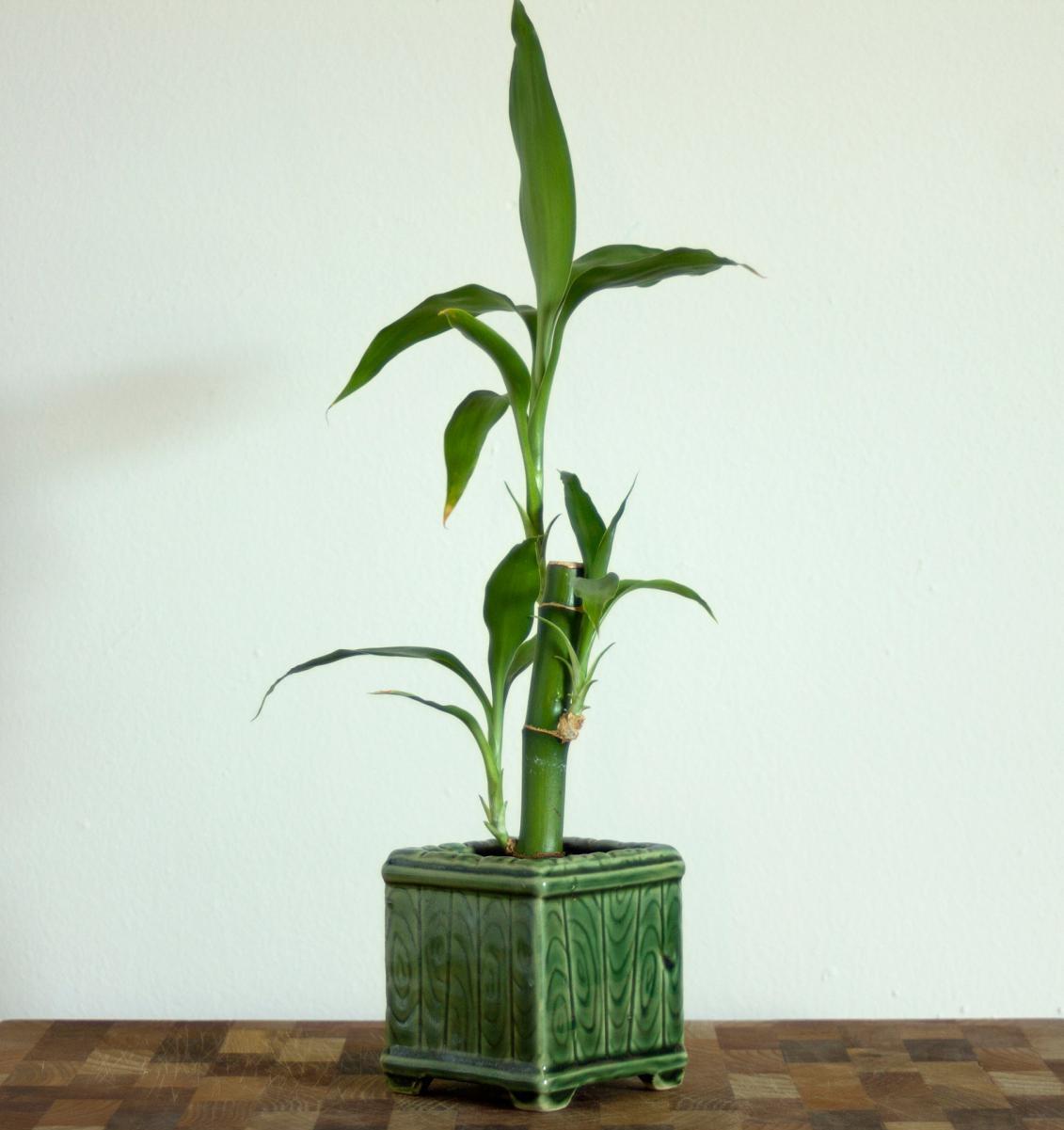 富贵竹——清新雅致，适合养室内
富贵竹是一种百合科类的多年生的绿植，无毒无异，对